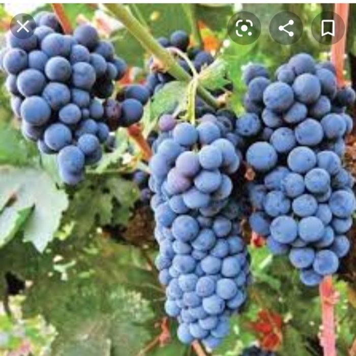 Avem de vanzare struguri de vin 2025