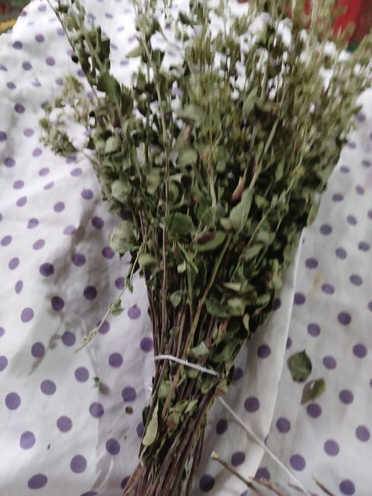 Сушена дива бяла мента