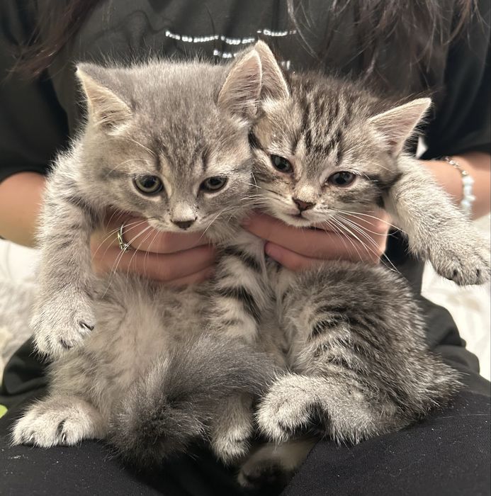 Отдам даром двух котят