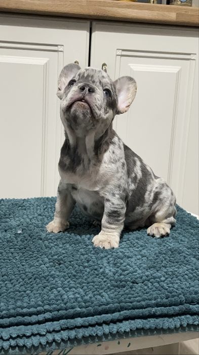 Bulldog francez mascul