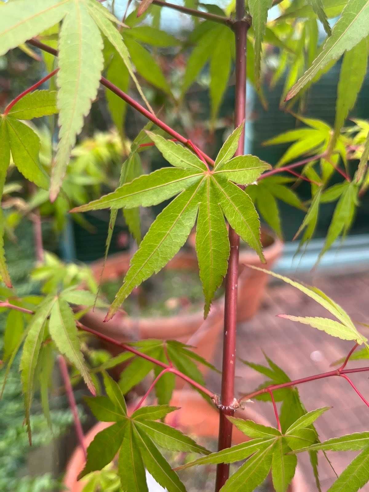Японски клен Acer palmatum