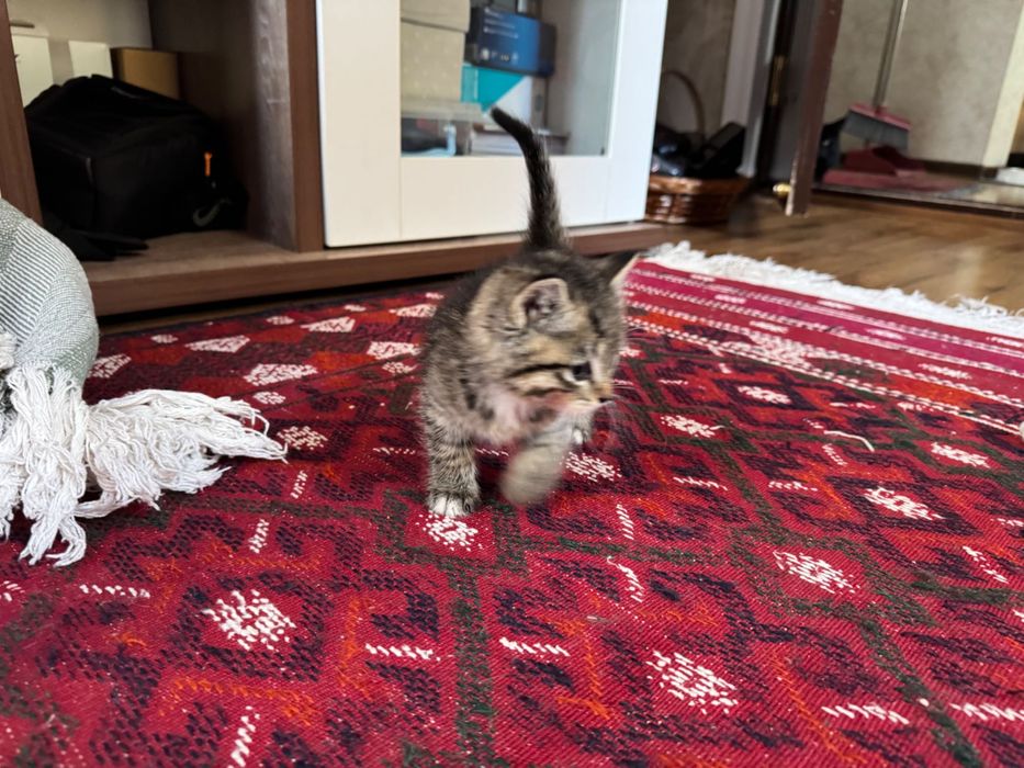 Пристраиваются котята, 1 месяц.