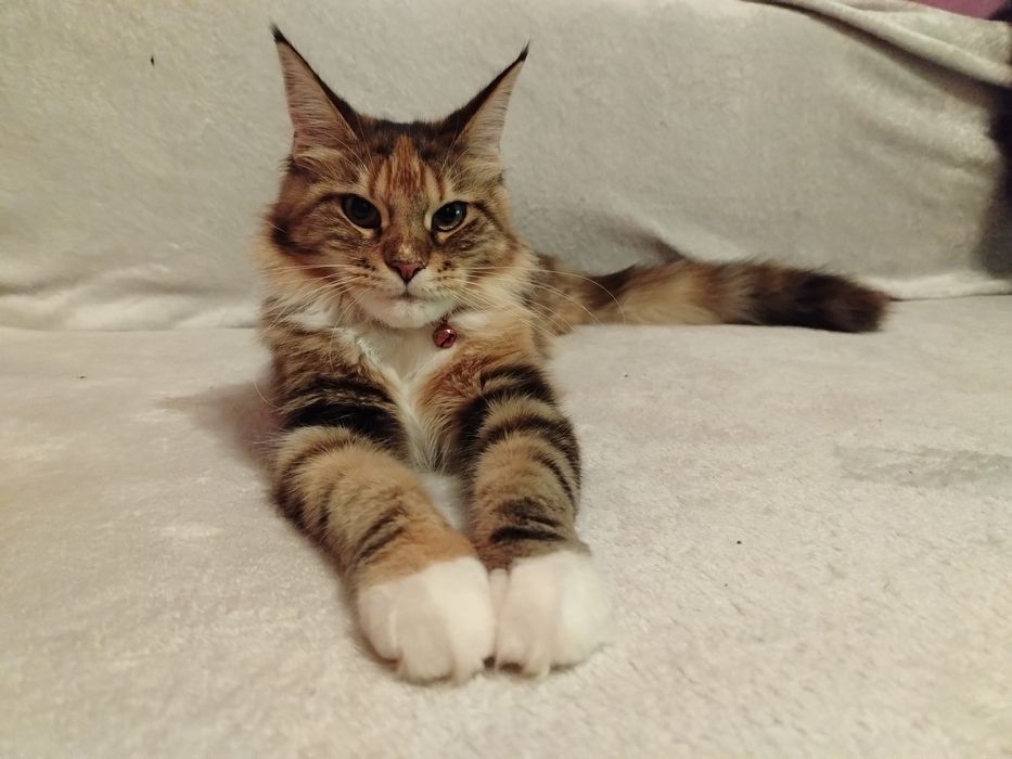 Fetița Maine Coon