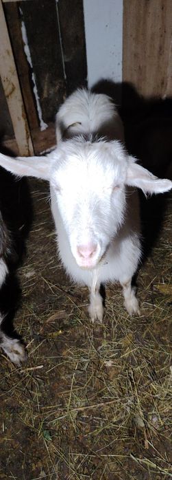 Vând capre bune și tinere