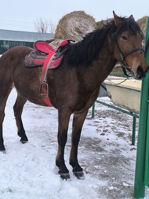 Айгыр мощный! заряженный!