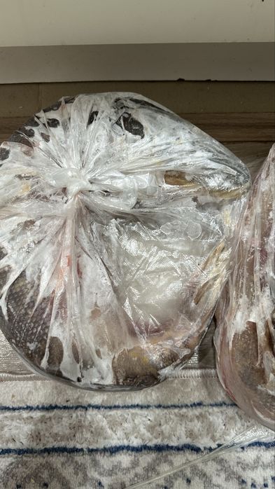 Шортан балык, рыбаа