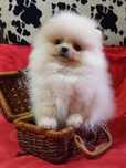 Baietel Pomeranian mini  toy