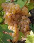 Vand Struguri de Vin