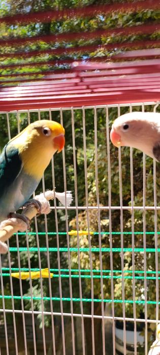 Папугаи неразлучники пара