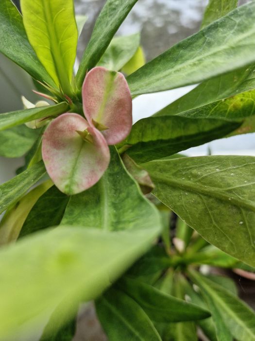 Продам молочай миля