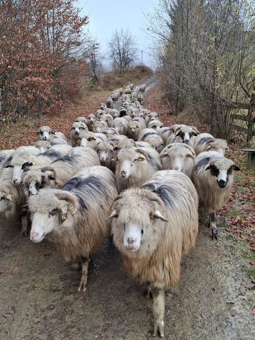 Vând oi tinere!!!