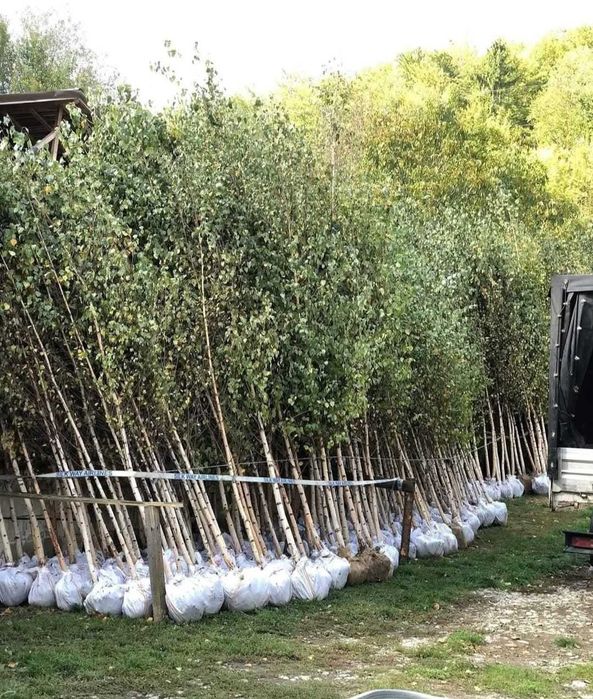 Gama Foioase Premium: Mesteacăn, Platan, Tei | Rezistenți la Climă