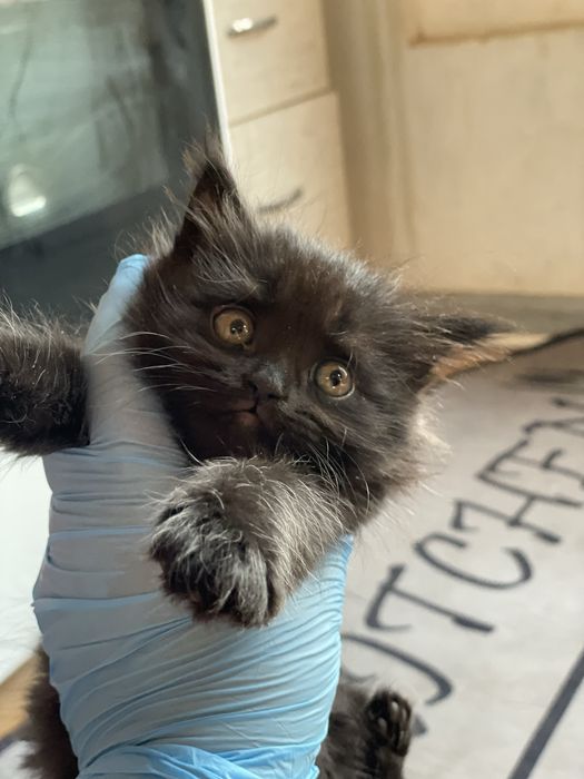 Persidiskiy mushuk  bolalari