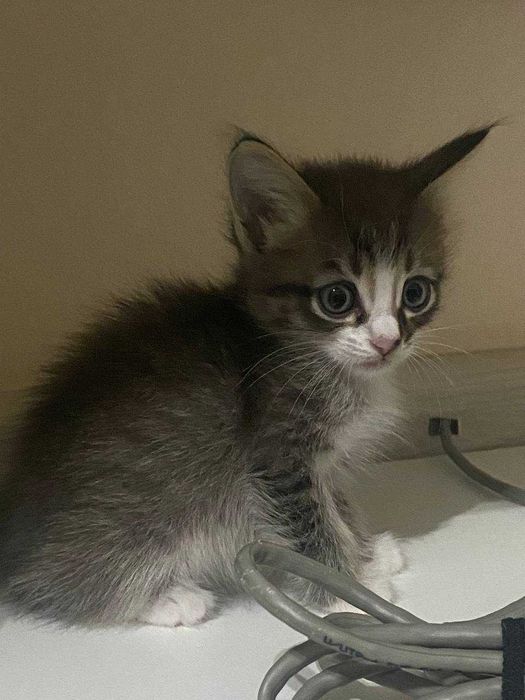 Котята в добрый дом