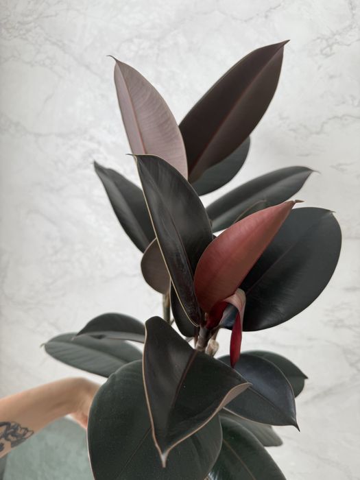 Продам фикус Абиджан ( черный принц)