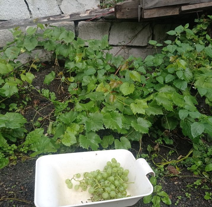 Саженцы винограда морозостойкие читаем описание ВНИМАТЕЛЬНО