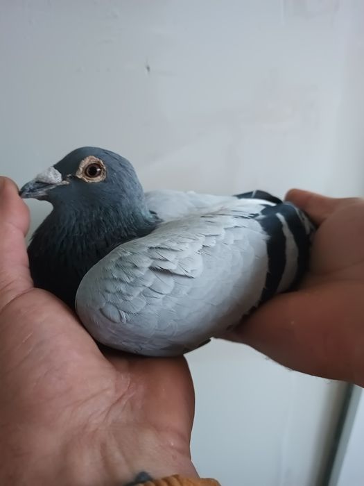 Vând porumbei cu pedigree