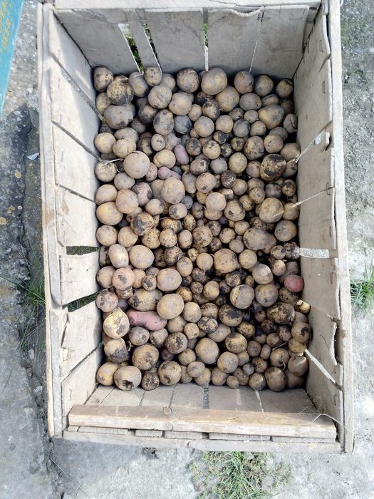 Vând cartofi pentru păsări, animale și de consum