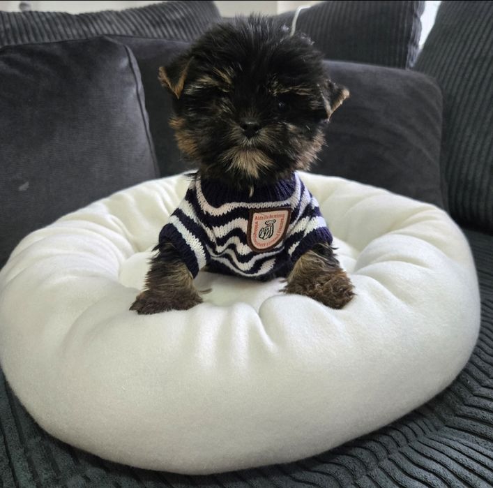 Йоркшерски териер ,Йорки мини