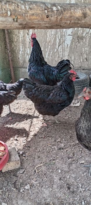 Джерси товуклар тхумлари ва жужалари  сотилади