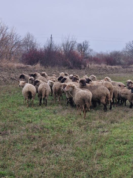Oi de vanzare tinere