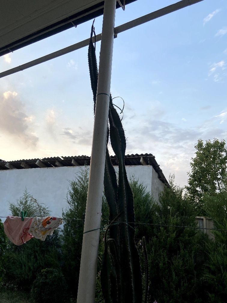 Kaktus 7 yilgi boʻyi 2.40 atrofi solingan joyi yoq