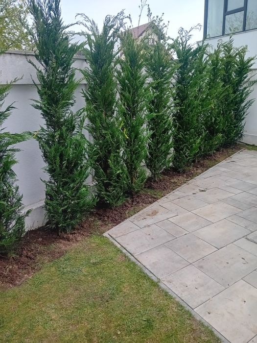 Vând leylandi diferite dimensiuni