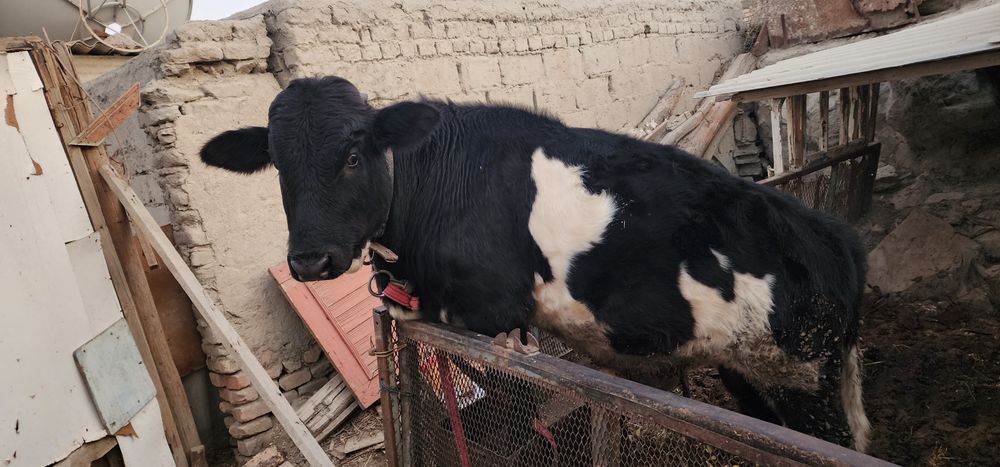 Buqqa sotiladi soqlom Buxoro shaxar