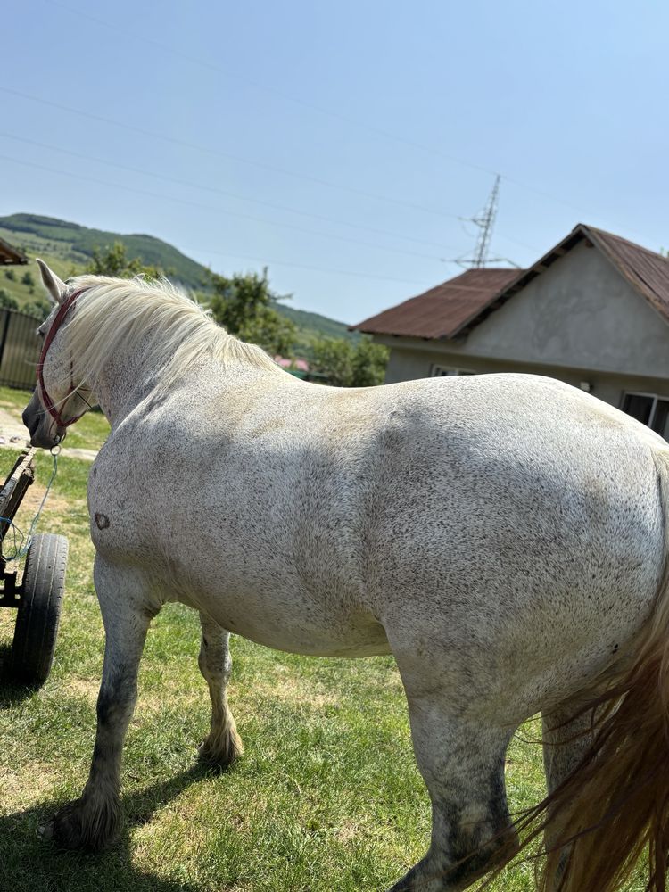 De vânzare iapă de 9 ani ,foarte blanda