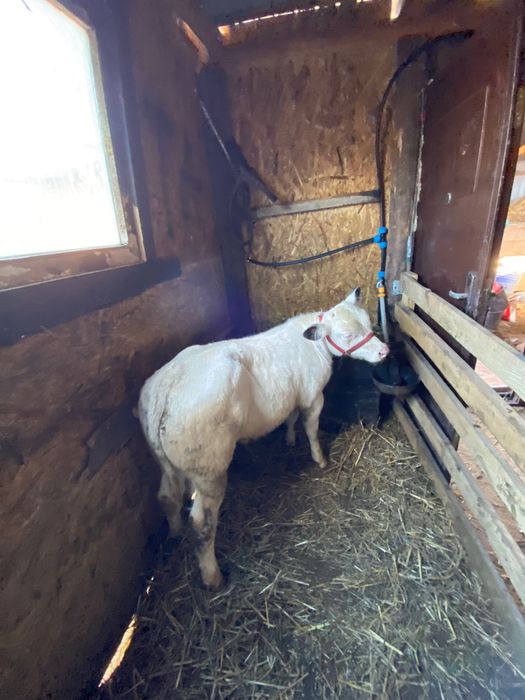 Vand vitel belgian arata forte bine