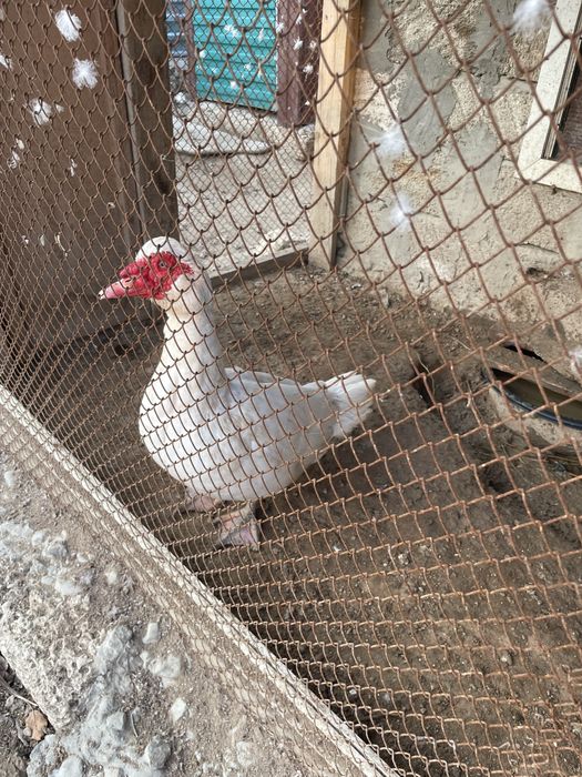 ИНДОУТКИ(Домашние) ОПТОМ Продается!