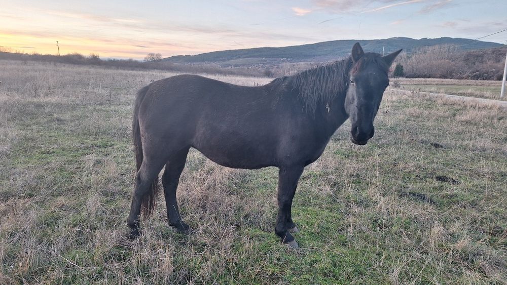 5 годишна кобила