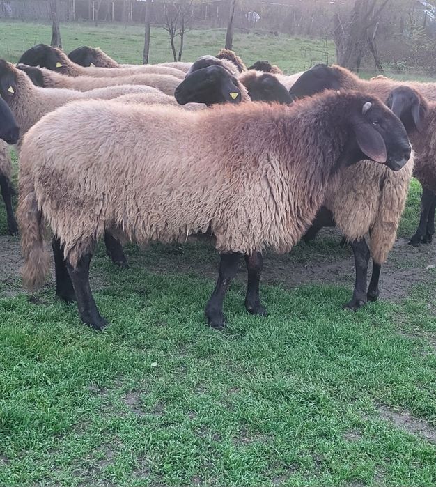 Vând 2 berbeci carabase