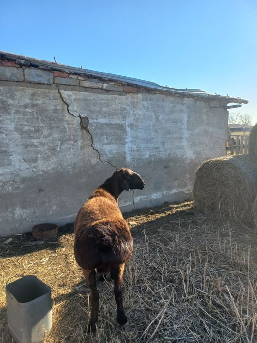 Чистый гисар .1жарым жасар.