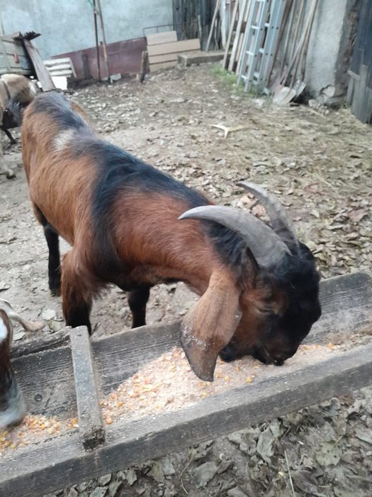 Vand tap anglo nubian de 10 luni