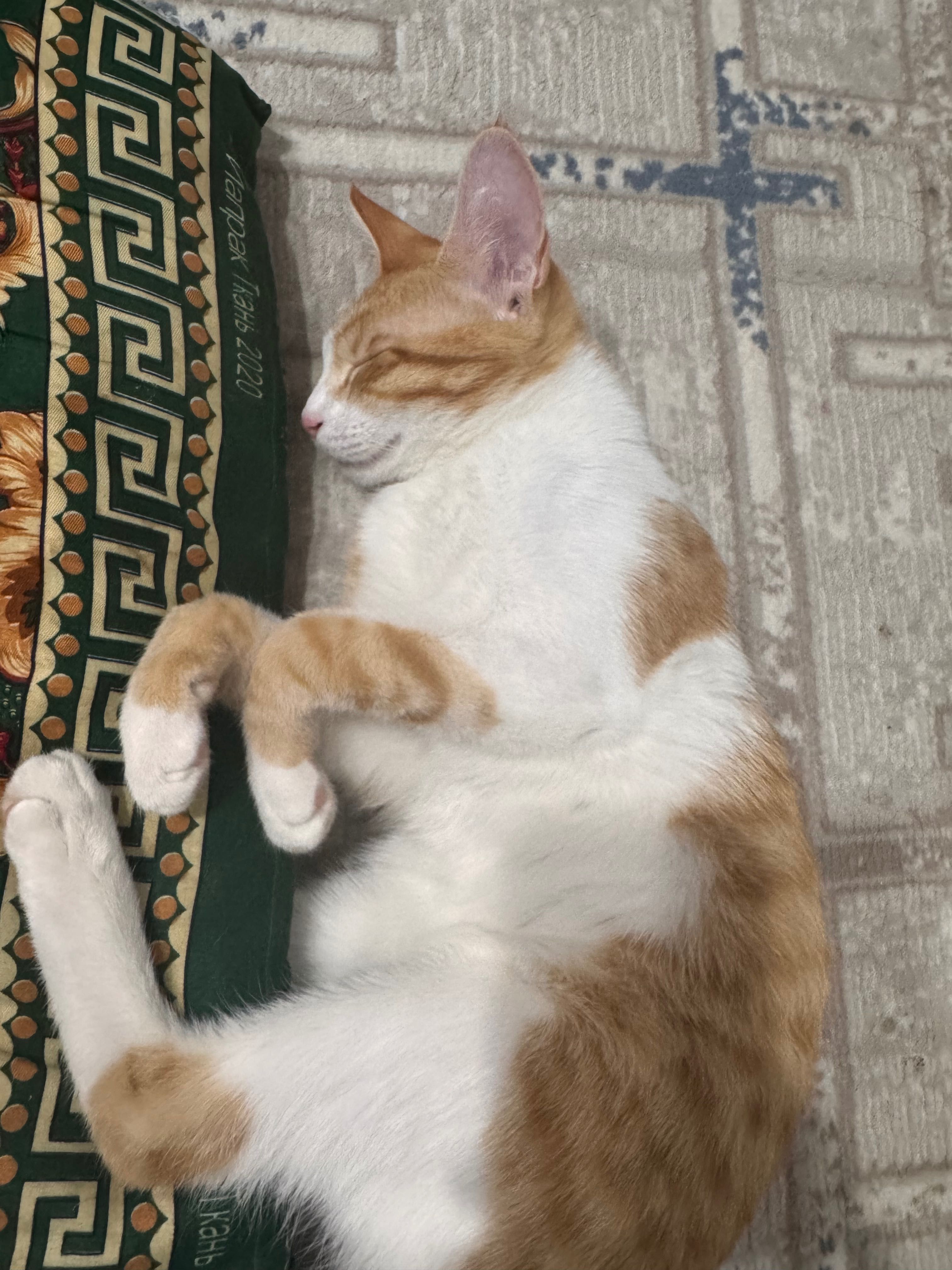 Кота 6- месячного