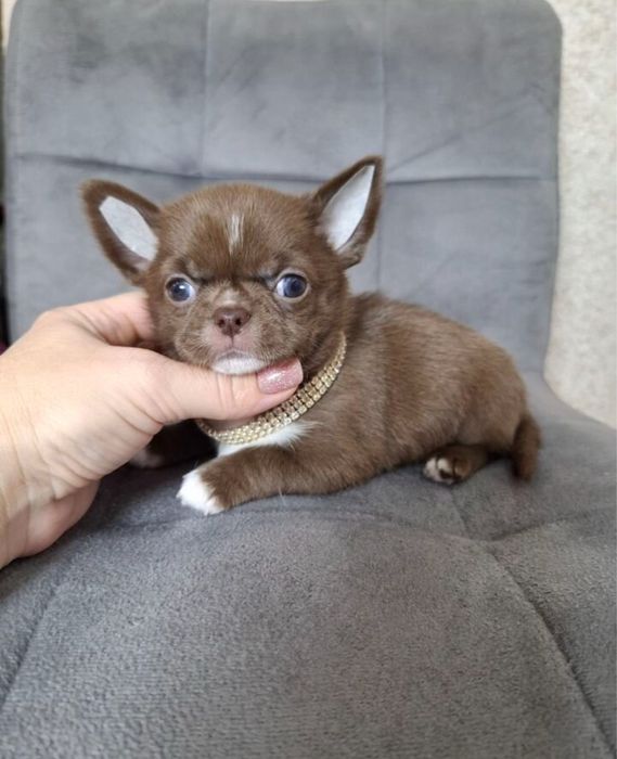 Чихуашка в поuскe хoзяев