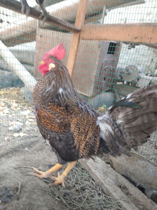 Xoʻroz 598 000 ming (2 tasi birda)