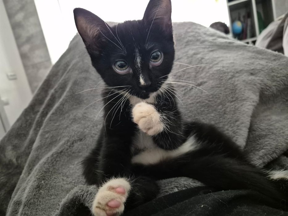 Очаровательная малышка-Маркиза В самые  любящие ручки!