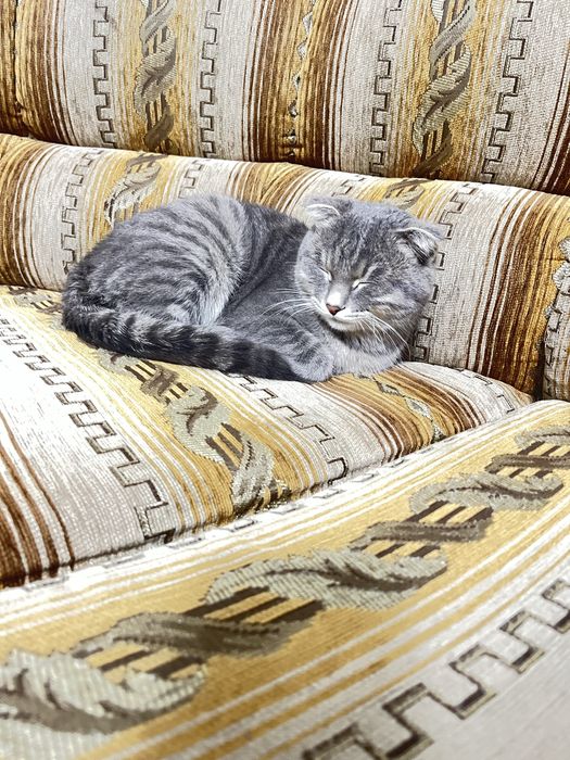 Вислоухая   кошка