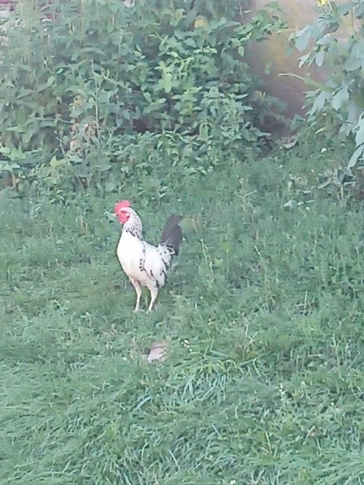 Vând cocosi americani