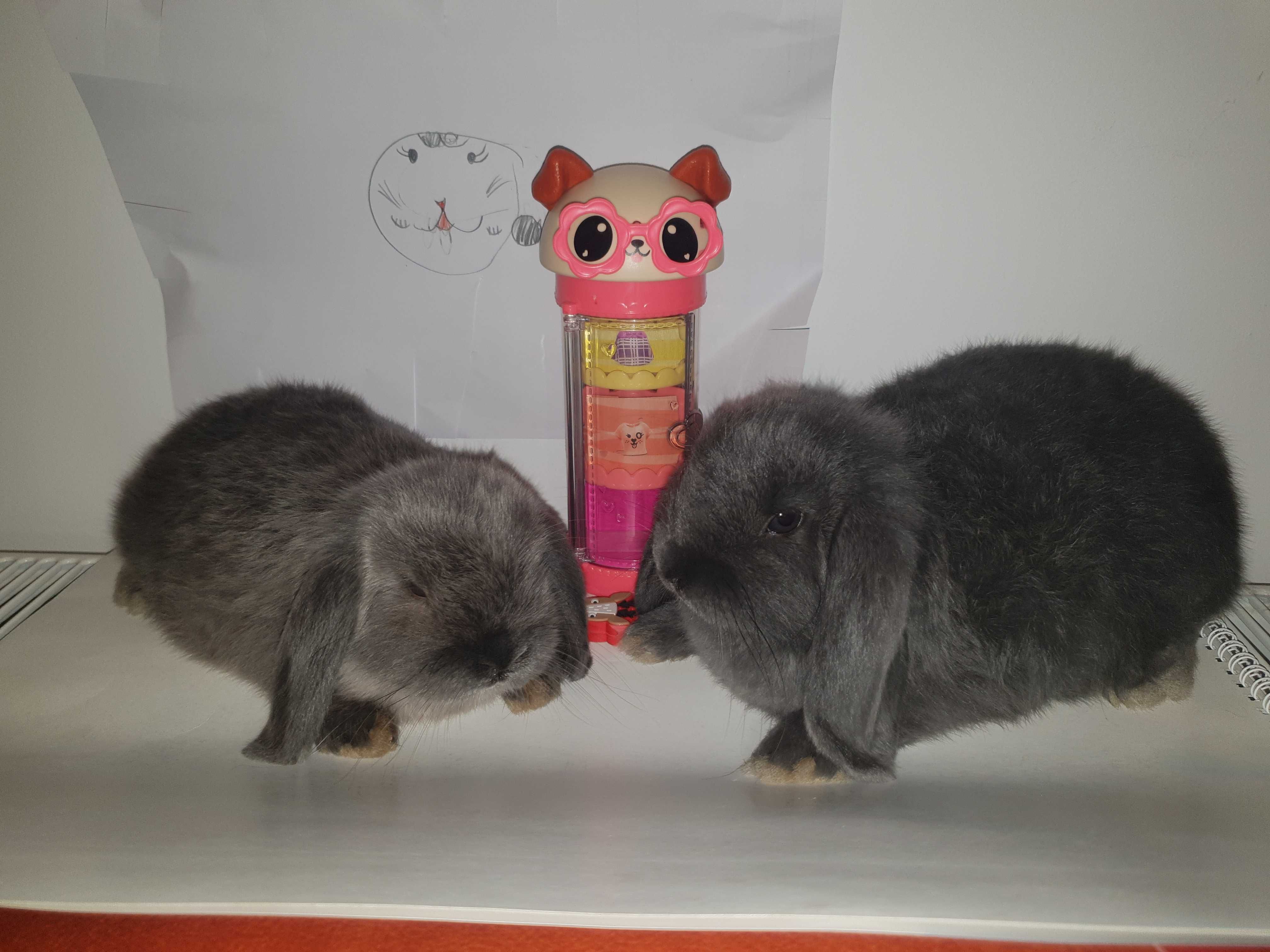 Iepure Berbec Pitic Iepuri Holland Lop Mini Lop Iepurasi Pitici