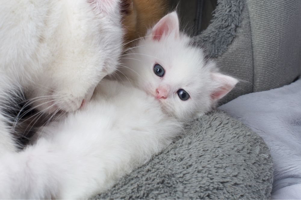 Turk Angora mushukchalari