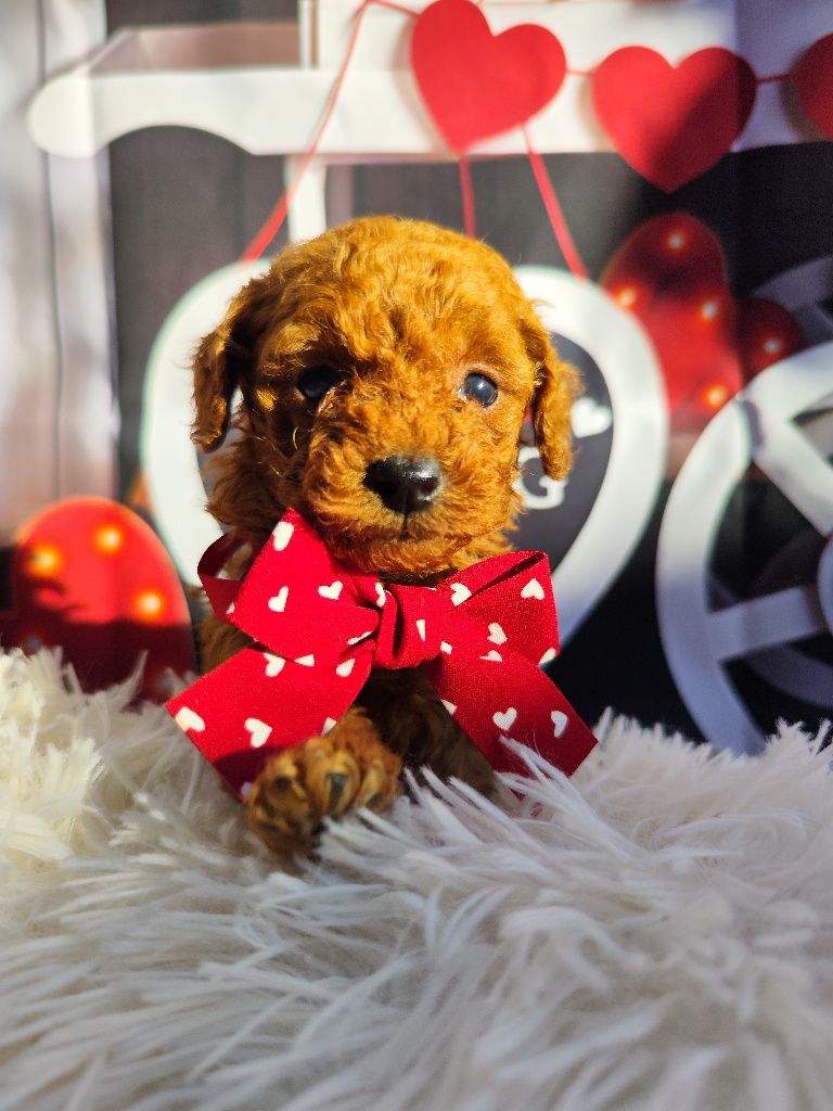 Пудел Той / POODLE Toy от Родословни родители