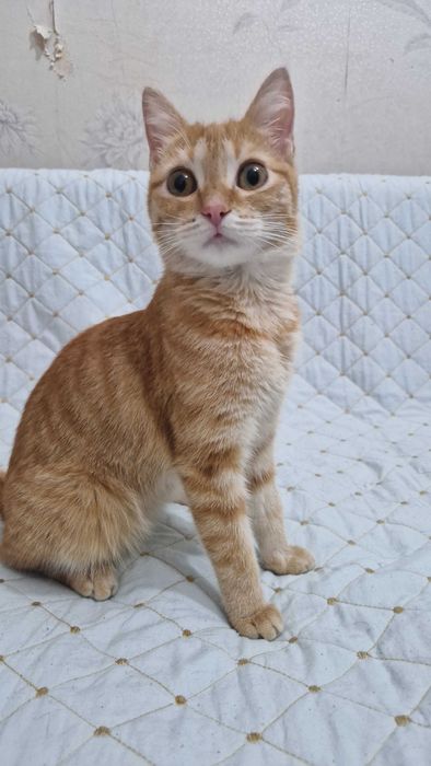 Котёнок-девочка Юся ищет дом и надёжных хозяев