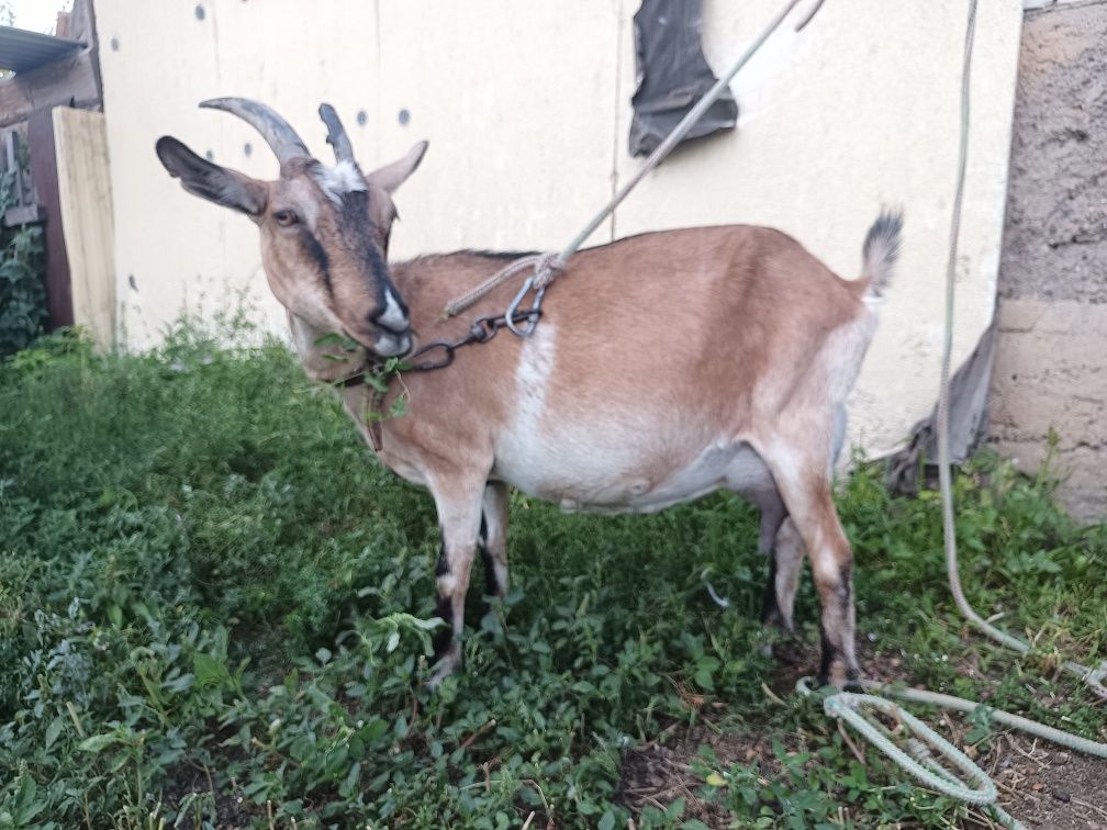 Продам Альпийскую дойную  козу.козу