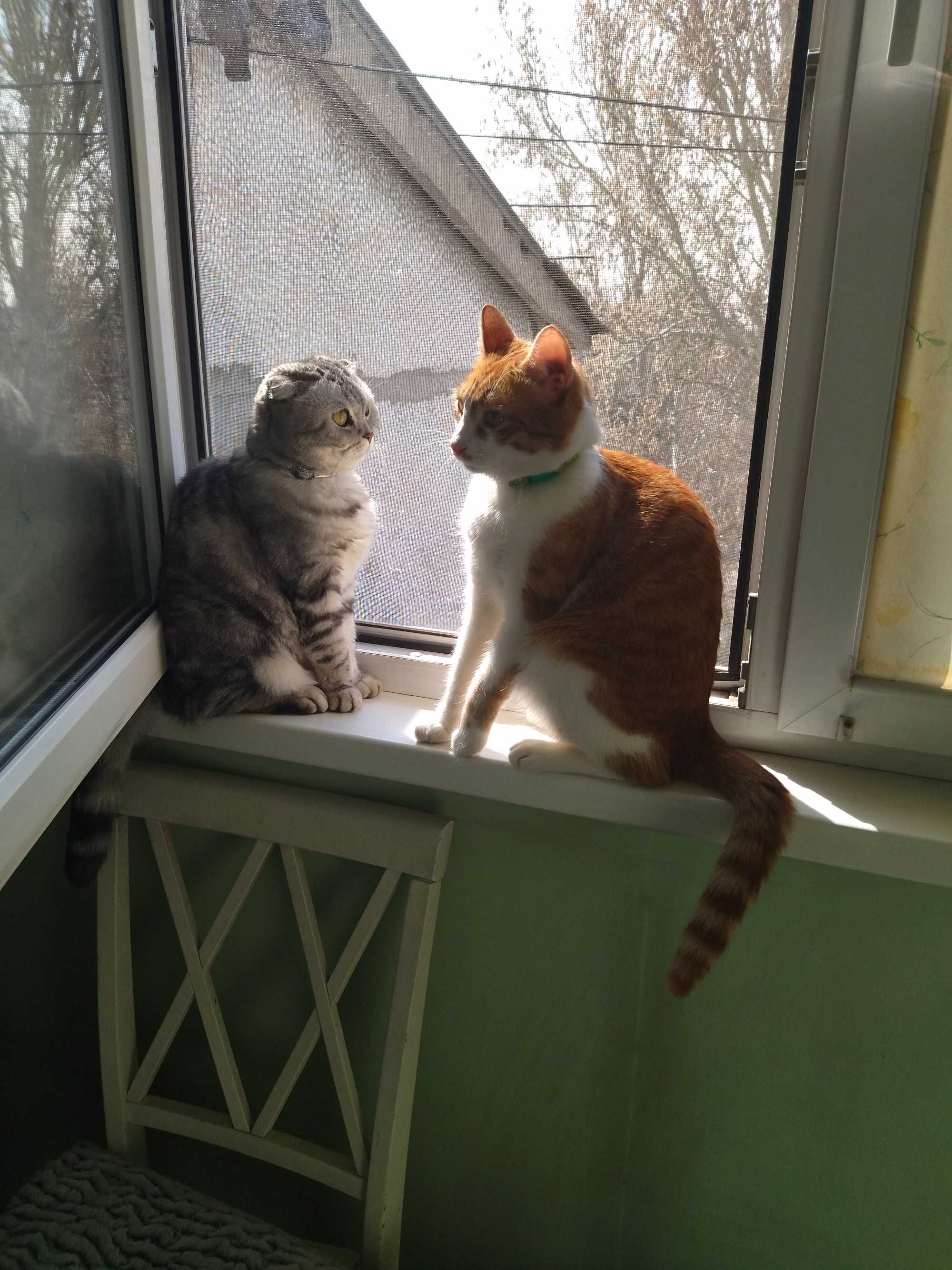 Котик бесплатно , ищет дом
