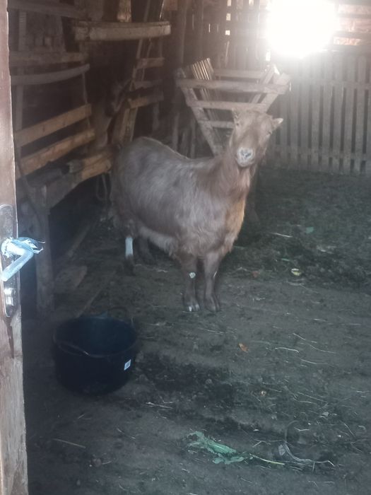 Capre tinere și cuminți