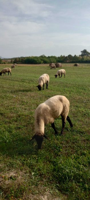 Vand oi, mielute și berbec rasa suffolk.