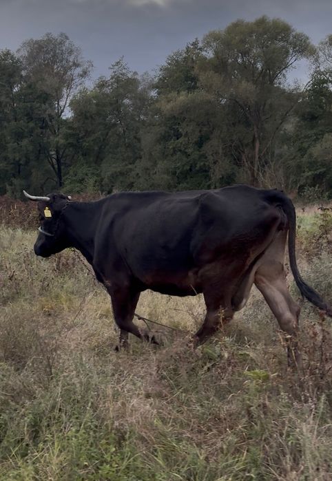 De vânzare vaca brună